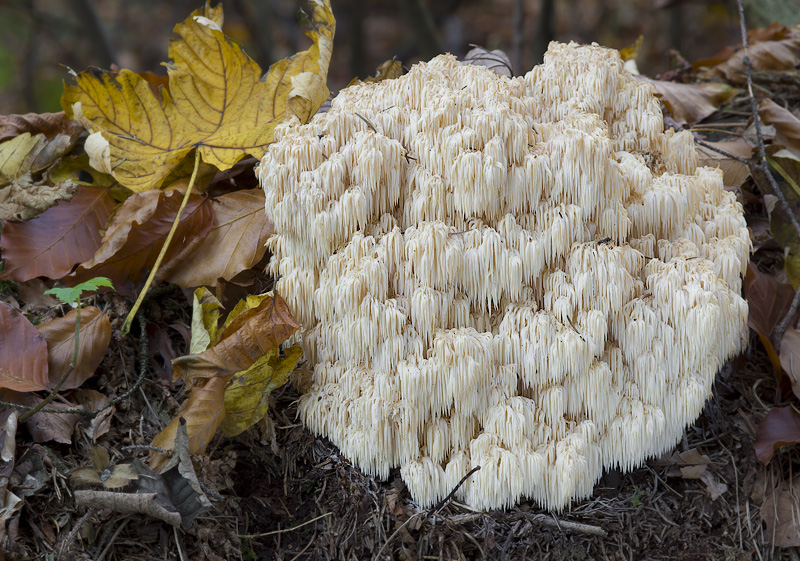 Hericium flagellum